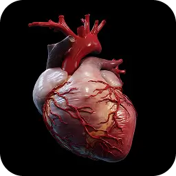 Detailed 3D anatomical model of the human heart